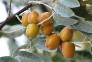 سنجد شاهرود؛ ظرفیت مغفول برای رونق اقتصاد روستا