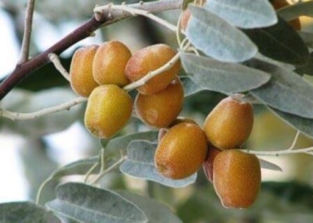سنجد شاهرود؛ ظرفیت مغفول برای رونق اقتصاد روستا