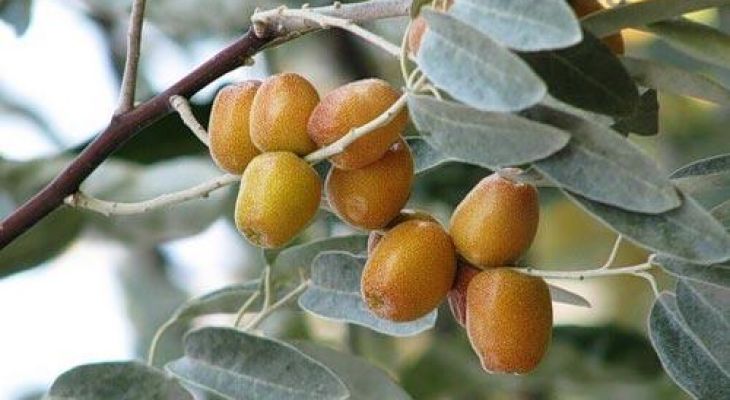 سنجد شاهرود؛ ظرفیت مغفول برای رونق اقتصاد روستا